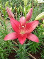 [4045 Bourbon Street No02.JPG]